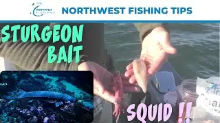 How to Prepare Squid for Sturgeon Bait | Northwest Fishing Tips