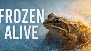 Frozen Alive: The Science Behind Animals That Survive Being Frozen #FrozenAlive #WoodFrog #Nature
