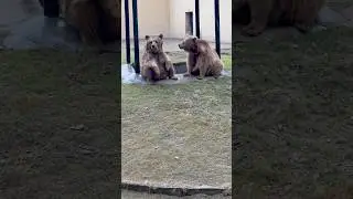 Bear Sitting like Humans #brownbear #brownbears #himalayanbear #beartricks #bearlover #bearplaying