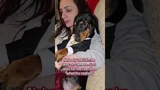 Funny dog reaction #dog #dachshund #puppylove #sausagedog #cute #funny #fy #fyp #reaction