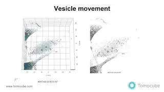 Vesicle movement