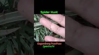 SPIDER HUNT. Gagambang PUSOPUSO. Cyrtophora unicolor. Red Tent Spider. #spiderdoc