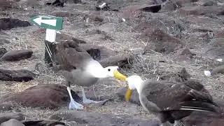 Waved Albatross : Phoebastria irrorata mating dance   Gal&aacute;pagos, Ecuador