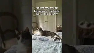 House sitting in Tennessee with judgmental cats | State-to-State Ep. 7