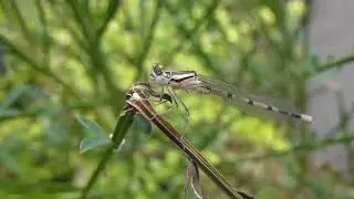 Damselfly - Ceriagrion tenellum - Glermeyjar - Meyjarfluga - Kvenfluga - Vatnaskord&yacute;r
