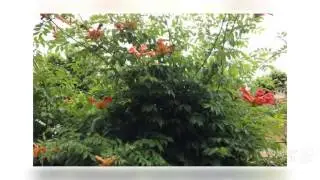 Bignonia - garden plants