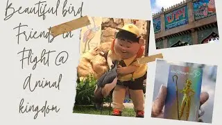 Beautiful Bird Friends In Flight| Bird Show @ Disney Animal Kingdom, Florida