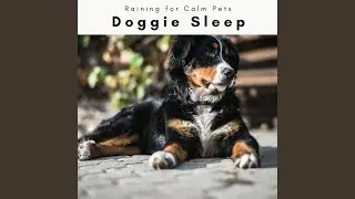 Soft Rain Drops Music for Instant Dog Dreams