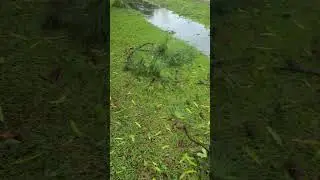 Hurricane Beryl Aftermath #nature #hurricane #hurricaneberyl