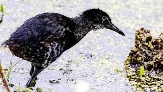 068 Virginia Rail - Updates On The Virginia Rail Family With Four Chicks