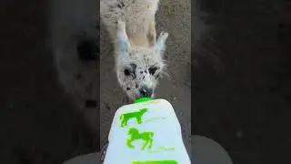 too cute. baby llama.  feeding. #shorts #cute #baby