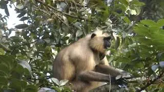Langur Monkey Fur Color