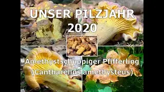 Unser Pilzjahr 2020 - Violettschuppiger Pfifferling, Amethyst-Pfifferling, Cantharellus amethysteus