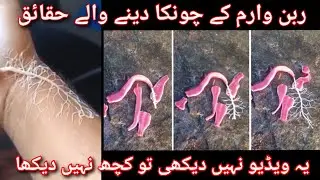 Ribbon worm facts|interesting facts around world|#RibbonWorms#StrangeCreatures#OceanCreatures