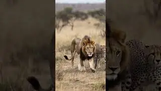 lion 🦁🦁🦁🦁 speed cheetah 🐆🐆🐆 #viralshort #lion #shortfeed