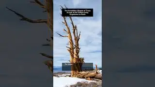 The Incredible Lifespan of Trees: A Look at the Oldest Living Organisms on Earth 🌴