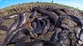 Skills Fishing - Amazing fisherman catch a lot of fish and pick eggs in a pool at rice field by hand