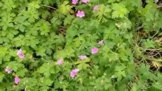 Geranium maculatum, the spotted geranium, wood geranium, or wild geranium