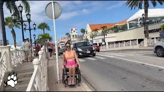 Felina Tiger - #77 - ACCESSIBLE ARUBA