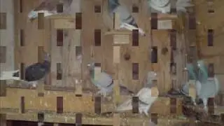 Pllumat e Kastrit Pej