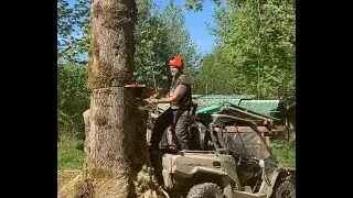 BIG BAD MAPLE TREE FELLING, IN OVER OUR HEADS