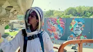 BEECASSO LIVE BEE REMOVAL