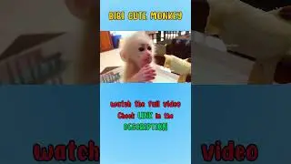 Monkey Bibi Daily Life S12 - Bibi Enjoys His Favorite Food &ndash; Bananas!