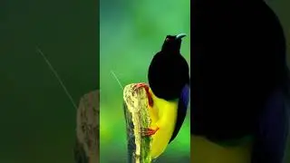 Birdsong Harmony & Piano Melodies for Anxiety & Stress