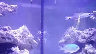 Blackfin dartfish Ptereleotris evides