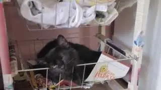 Strange Places That a Cat Can Sleep
