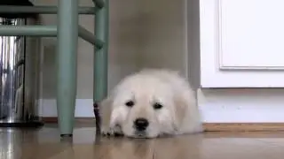 Golden Retriever Puppy- Abby