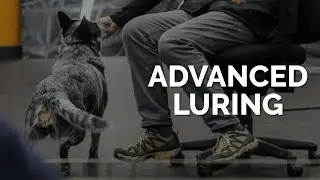 Advanced Luring