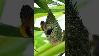 How Birds Build Strong Safe Nests 016#viralvideo