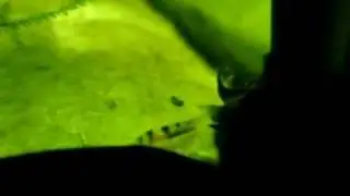 Tiny Pangio Kuhlii fry!
