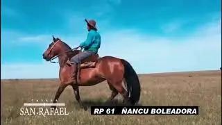rp61
