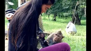 Angkor Thom Temple Monkey Feed by Beauty Girl
