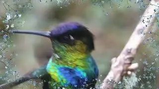 Katee Hummingbird Electro-Nectar Recommendation