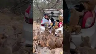 Это та самая обезьяна, которая ударила Раунака по лицу в день его рождения.