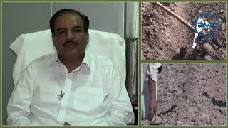 Garlic Cultivation  | G1 Garlic Farming | NARC Garlic | Garlic Cultivation in Pakistan
