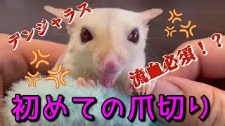 超危険⚠️ジコジコヤンキーモモンガ初めての爪切り