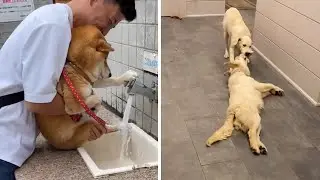 Top 15 Amazing Dogs Moments