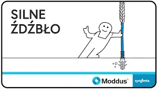 Moddus - SILNE ŹDŹBŁO
