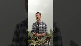 В этом году рынок буквально заполонили пестрые ароидные. Откуда они берутся?