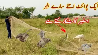 quail hunting with dogs | quail bird trap easy | batair trap very munda