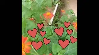 Mexican Sunflower 🌻 kids videos of janess .Background music by. janess 🤩