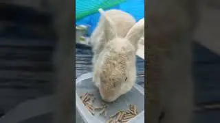 wabbit (cute) #cute #wabbit #cuteanimals