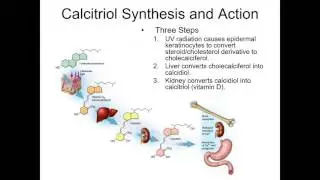 Bone Tissue Part 2