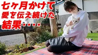 【感動】庭子猫に愛を伝え続けていたらついに心を開いてくれました…♡[三毛母猫の子猫]