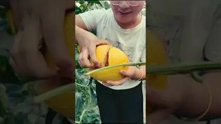 speshalist sweets tasty fruits #gradening #fruit #fruitrees #fruitcutting #vegetables #agriculture