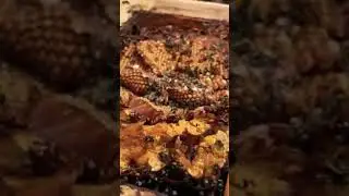 Inside an Australian native beehive